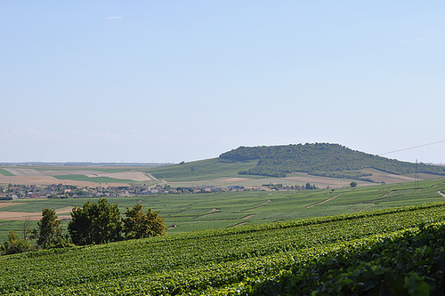 VERTUS EN CHAMPAGNE