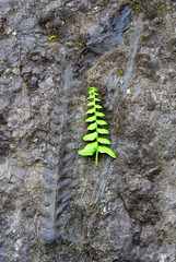 Fern Fossil