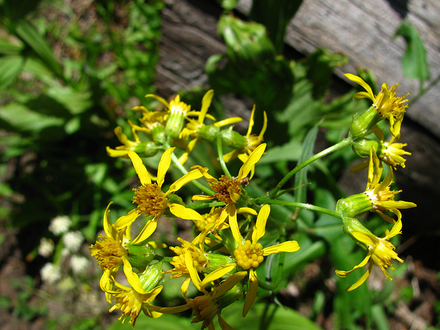 On The Trail to May Lake - Flowers (0752)