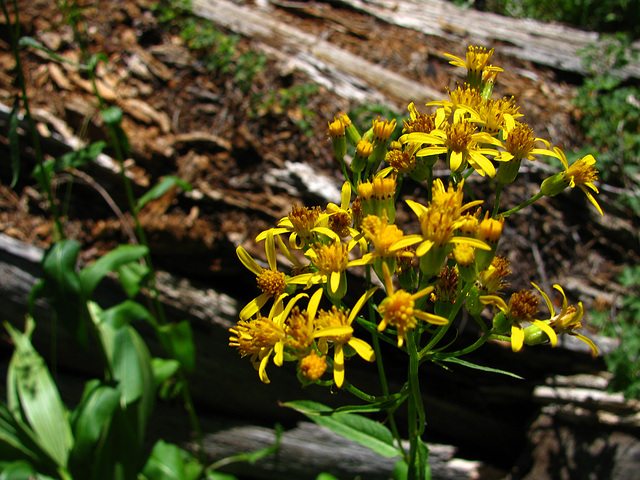 On The Trail to May Lake - Flowers (0753)