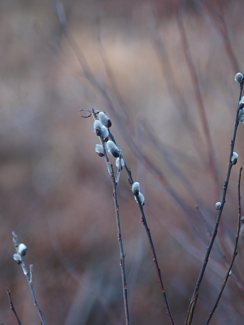 Pussy Willows in the Swamp