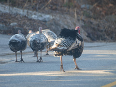 Turkey Trot