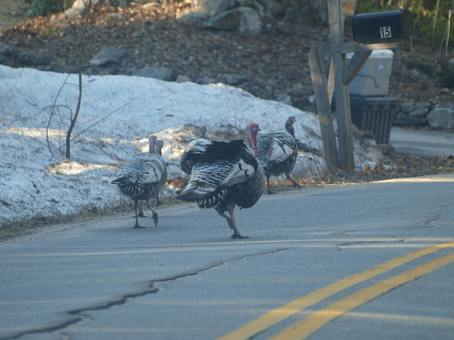 Get outta the road!