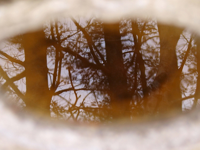 Trees in a birdbath