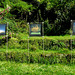 Arnes - Tuvalus Ausstellung in meinem Garten - 2.8.2009