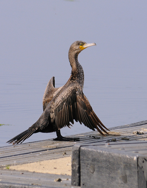 Cormorant