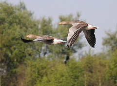 A Flying Pair