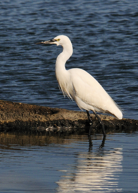 Little Egret