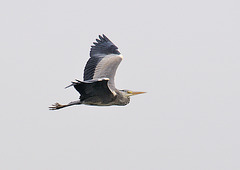 Grey Heron in Grey Sky