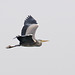 Grey Heron in Grey Sky