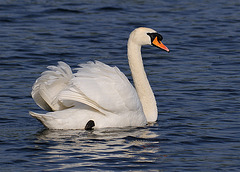 Swiming Swan 2