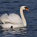 Swiming Swan 2