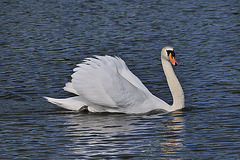 Swiming Swan 1