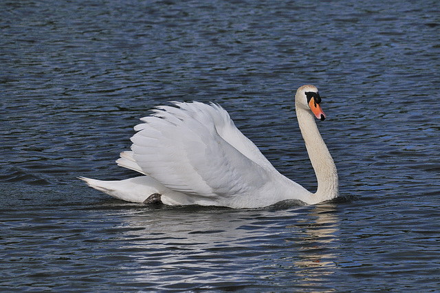 Swiming Swan 1