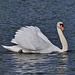 Swiming Swan 1