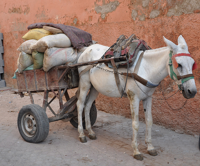 TRANSPORTS  A MARRAKECH