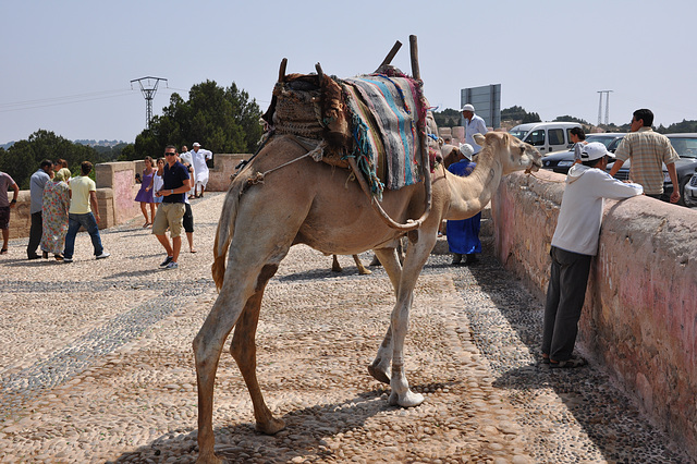 TRANSPORTS  AU MAROC