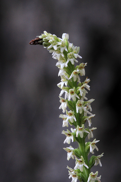 Slender White Piperia