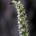 Slender White Piperia