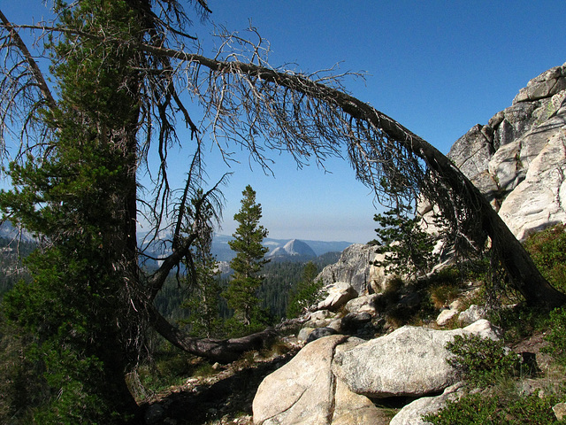 Half Dome From May Lake (0819)