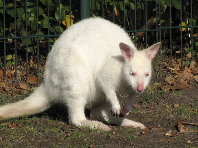 IMG 0224 Weißes Känguru