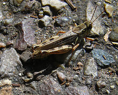 Grasshopper (3654)