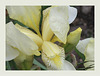 Iris flavescens