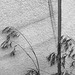 Grass (b&w for aze.)