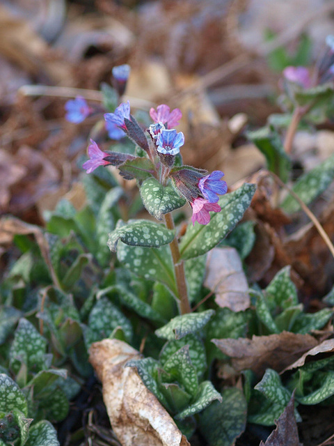 Lungwort