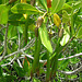 Mangrove Sprout