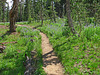 On The Trail to May Lake (0766)