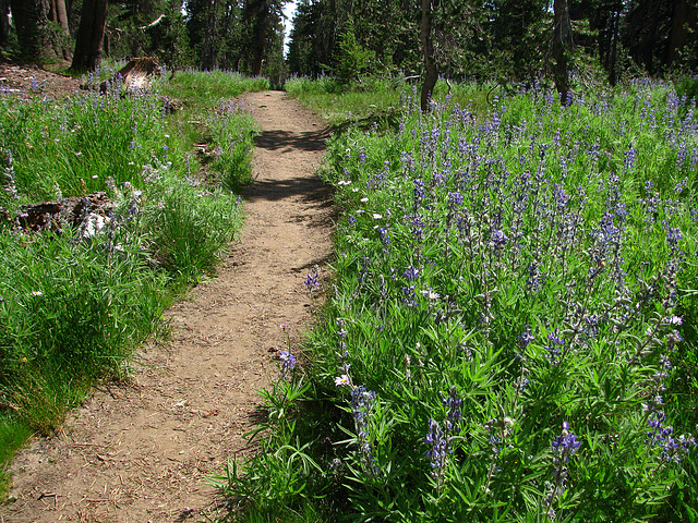 On The Trail to May Lake (0767)