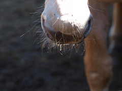 Whiskers