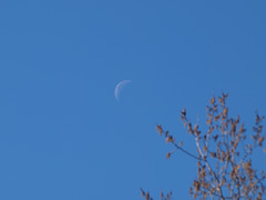 spring moon