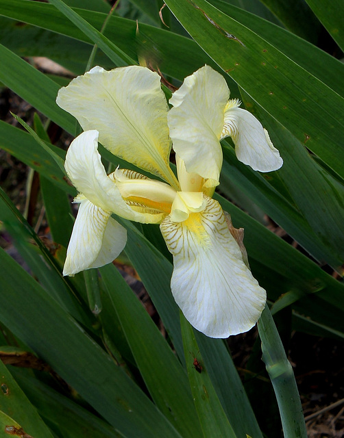 Iris flavescens (5)