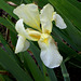 Iris flavescens (5)