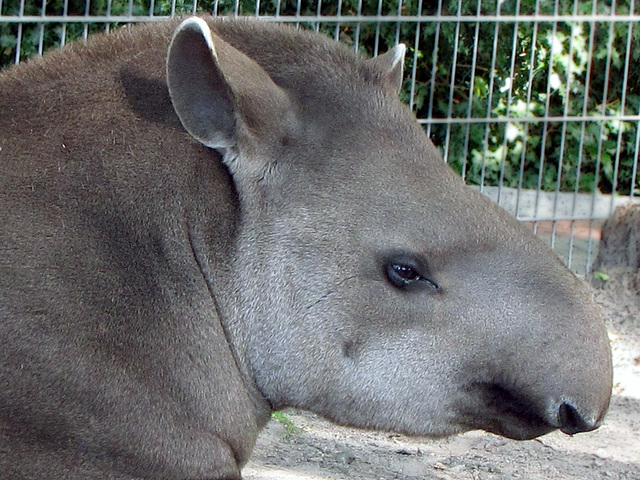 IMG 0060 Tapir