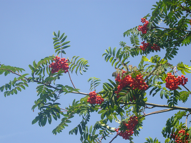 Rot-Grün und blauer Himmel