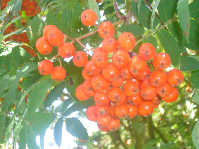 Vogelbeeren