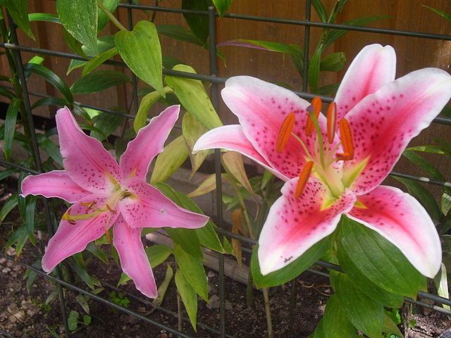 rose Lilienblüten