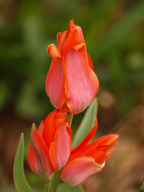 More tulips!