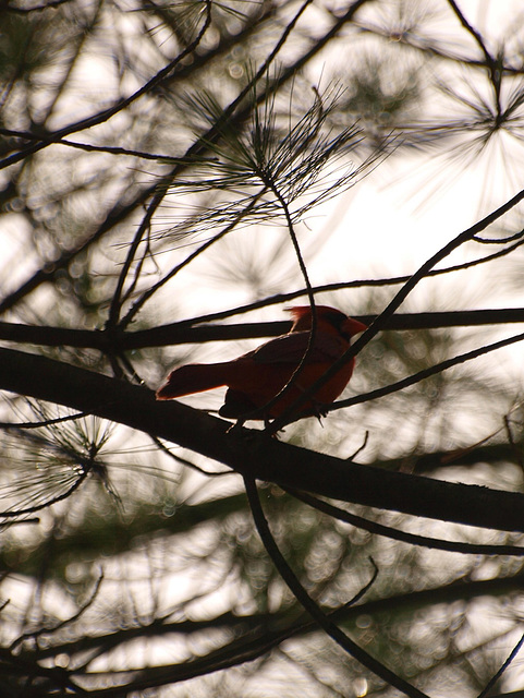 Above me, in the pine