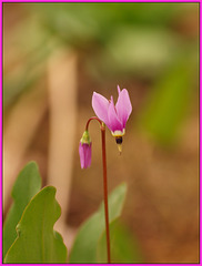 Butterfly Flower