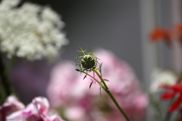 gartenblumenstrauß / bunch of gardenflowers III