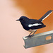 20070630-0329 Oriental magpie-robin