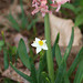 Tiny daffodil!