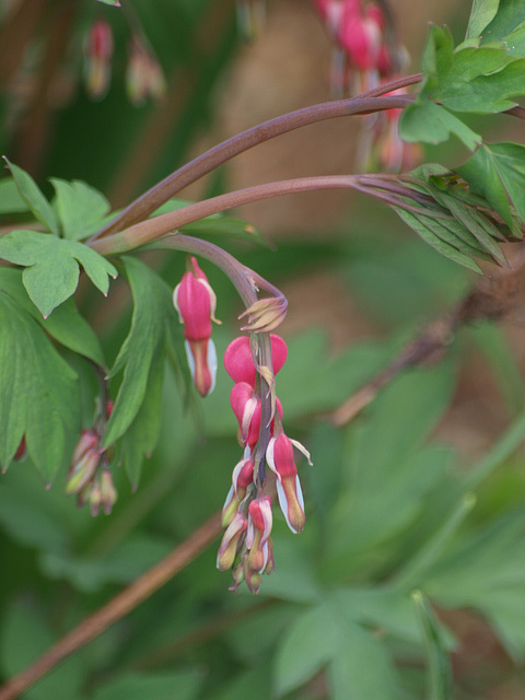 Dark pink bleeding heart