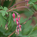 Dark pink bleeding heart