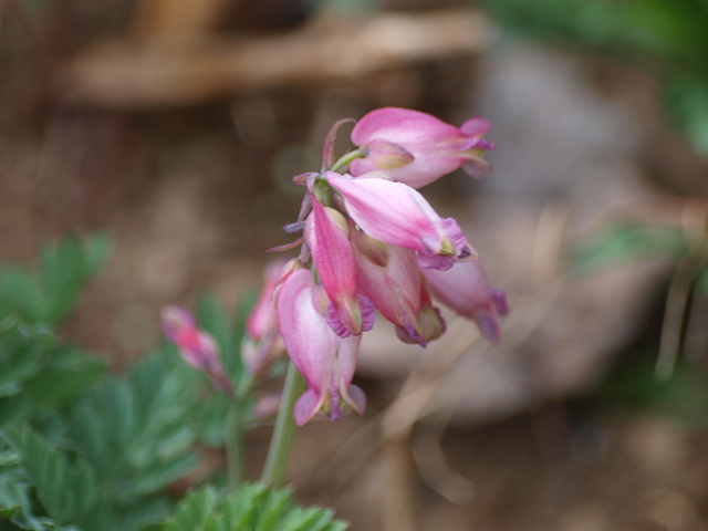 Old style bleeding heart.