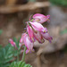 Old style bleeding heart.